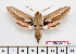  ( - BC-Mel2614)  @15 [ ] Copyright (2010) Tomas Melichar Research Collection of Tomas Mleichar