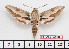  (Hyles centralasiae - BC-Mel2616)  @14 [ ] Copyright (2010) Tomas Melichar Research Collection of Tomas Mleichar