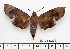  ( - BC-Mel2620)  @11 [ ] Copyright (2010) Tomas Melichar Research Collection of Tomas Mleichar