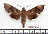  ( - BC-Mel2623)  @13 [ ] Copyright (2010) Tomas Melichar Research Collection of Tomas Mleichar