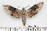  (Psilogramma - BC-Mel2626)  @15 [ ] Copyright (2010) Tomas Melichar Research Collection of Tomas Mleichar