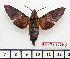  ( - BC-Mel2629)  @13 [ ] Copyright (2010) Tomas Melichar Research Collection of Tomas Mleichar