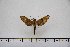  ( - BC-Mel2972)  @12 [ ] Copyright (2013) Tomas Melichar Research Collection of Tomas Mleichar