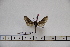  ( - BC-Mel3055)  @12 [ ] Copyright (2013) Tomas Melichar Research Collection of Sphingidae Museum - Czech republic