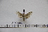  ( - BC-Mel3056)  @12 [ ] Copyright (2013) Tomas Melichar Research Collection of Sphingidae Museum - Czech republic