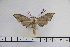  ( - BC-Mel3121)  @11 [ ] Copyright (2014) Tomas Melichar Research Collection of Tomas Mleichar