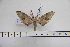  ( - BC-Mel3122)  @12 [ ] Copyright (2014) Tomas Melichar Research Collection of Tomas Mleichar