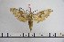  ( - BC-Mel3161)  @13 [ ] Copyright (2014) Tomas Melichar Research Collection of Tomas Mleichar
