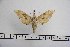  ( - BC-Mel3166)  @13 [ ] Copyright (2014) Tomas Melichar Research Collection of Tomas Mleichar