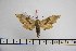  ( - BC-Mel3167)  @13 [ ] Copyright (2014) Tomas Melichar Research Collection of Tomas Mleichar