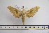  ( - BC-Mel3168)  @13 [ ] Copyright (2014) Tomas Melichar Research Collection of Tomas Mleichar