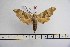  ( - BC-Mel3169)  @13 [ ] Copyright (2014) Tomas Melichar Research Collection of Tomas Mleichar