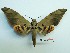  ( - BC-Mel3205)  @11 [ ] Copyright (2018) Sphingidae Museum-Czech republic Ekologicke centrum Orlov o.p.s.
