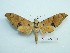  ( - BC-Mel3240)  @11 [ ] Copyright (2018) Sphingidae Museum-Czech republic Ekologicke centrum Orlov o.p.s.