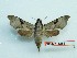  ( - BC-Mel3252)  @11 [ ] Copyright (2018) Sphingidae Museum-Czech republic Ekologicke centrum Orlov o.p.s.