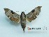  ( - BC-Mel3253)  @13 [ ] Copyright (2018) Sphingidae Museum-Czech republic Ekologicke centrum Orlov o.p.s.