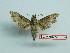  ( - BC-Mel3254)  @11 [ ] Copyright (2018) Sphingidae Museum-Czech republic Ekologicke centrum Orlov o.p.s.