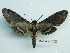  ( - BC-Mel3263)  @11 [ ] Copyright (2018) Sphingidae Museum-Czech republic Ekologicke centrum Orlov o.p.s.