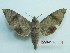  ( - BC-Mel3284)  @11 [ ] Copyright (2018) Sphingidae Museum-Czech republic Ekologicke centrum Orlov o.p.s.