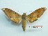 ( - BC-Mel3289)  @13 [ ] Copyright (2018) Sphingidae Museum-Czech republic Ekologicke centrum Orlov o.p.s.