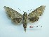  ( - BC-Mel3292)  @14 [ ] Copyright (2018) Sphingidae Museum-Czech republic Ekologicke centrum Orlov o.p.s.
