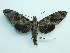  ( - BC-Mel3301)  @11 [ ] Copyright (2018) Sphingidae Museum-Czech republic Ekologicke centrum Orlov o.p.s.