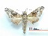  ( - BC-Mel3304)  @11 [ ] Copyright (2018) Sphingidae Museum-Czech republic Ekologicke centrum Orlov o.p.s.