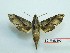  ( - BC-Mel3309)  @11 [ ] Copyright (2018) Sphingidae Museum-Czech republic Ekologicke centrum Orlov o.p.s.