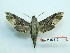 ( - BC-Mel3312)  @13 [ ] Copyright (2018) Sphingidae Museum-Czech republic Ekologicke centrum Orlov o.p.s.