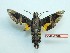  ( - BC-Mel3318)  @11 [ ] Copyright (2018) Sphingidae Museum-Czech republic Ekologicke centrum Orlov o.p.s.