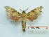  ( - BC-Mel3340)  @11 [ ] Copyright (2018) Sphingidae Museum-Czech republic Ekologicke centrum Orlov o.p.s.