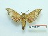  ( - BC-Mel3341)  @11 [ ] Copyright (2018) Sphingidae Museum-Czech republic Ekologicke centrum Orlov o.p.s.
