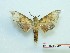  ( - BC-Mel3342)  @11 [ ] Copyright (2018) Sphingidae Museum-Czech republic Ekologicke centrum Orlov o.p.s.