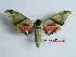  ( - BC-Mel3375)  @13 [ ] Copyright (2018) Sphingidae Museum-Czech republic Ekologicke centrum Orlov o.p.s.