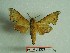 ( - BC-Mel3377)  @11 [ ] Copyright (2018) Sphingidae Museum-Czech republic Ekologicke centrum Orlov o.p.s.