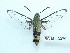  ( - BC-Mel3379)  @11 [ ] Copyright (2018) Sphingidae Museum-Czech republic Ekologicke centrum Orlov o.p.s.