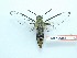  ( - BC-Mel3381)  @11 [ ] Copyright (2018) Sphingidae Museum-Czech republic Ekologicke centrum Orlov o.p.s.