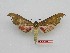  ( - BC-Mel3538)  @13 [ ] Copyright (2019) Sphingidae Museum-Czech republic Ekologicke centrum Orlov o.p.s.