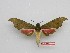  ( - BC-Mel3539)  @13 [ ] Copyright (2019) Sphingidae Museum-Czech republic Ekologicke centrum Orlov o.p.s.