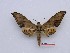  ( - BC-Mel3548)  @11 [ ] Copyright (2019) Sphingidae Museum-Czech republic Ekologicke centrum Orlov o.p.s.