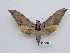  ( - BC-Mel3549)  @11 [ ] Copyright (2019) Sphingidae Museum-Czech republic Ekologicke centrum Orlov o.p.s.