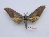  ( - BC-Mel3558)  @11 [ ] Copyright (2019) Sphingidae Museum-Czech republic Ekologicke centrum Orlov o.p.s.