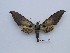  ( - BC-Mel3562)  @11 [ ] Copyright (2019) Sphingidae Museum-Czech republic Ekologicke centrum Orlov o.p.s.