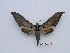  ( - BC-Mel3563)  @11 [ ] Copyright (2019) Sphingidae Museum-Czech republic Ekologicke centrum Orlov o.p.s.