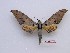  ( - BC-Mel3568)  @11 [ ] Copyright (2019) Sphingidae Museum-Czech republic Ekologicke centrum Orlov o.p.s.