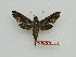  ( - BC-Mel3570)  @11 [ ] Copyright (2019) Sphingidae Museum-Czech republic Ekologicke centrum Orlov o.p.s.