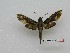  ( - BC-Mel3574)  @11 [ ] Copyright (2019) Sphingidae Museum-Czech republic Ekologicke centrum Orlov o.p.s.