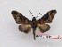  ( - BC-Mel3630)  @11 [ ] Copyright (2019) Sphingidae Museum-Czech republic Ekologicke centrum Orlov o.p.s.