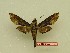  ( - BC-Mel3632)  @11 [ ] Copyright (2019) Sphingidae Museum-Czech republic Ekologicke centrum Orlov o.p.s.