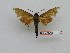  ( - BC-Mel3661)  @11 [ ] Copyright (2019) Sphingidae Museum-Czech republic Ekologicke centrum Orlov o.p.s.